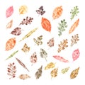 Set of autumn leaves imprints isolated on white background. Fall colorful dry leaves. Watercolor illustration of leaf silhouettes Royalty Free Stock Photo