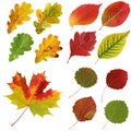 Set of autumn leaves, isolate. Royalty Free Stock Photo