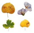 Set of autumn leaves on white Royalty Free Stock Photo