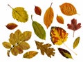 Set of autumn leaves isolated Royalty Free Stock Photo