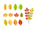 Set of autumn leaves isolated with white background