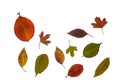 Set of autumn leaves isolated on a white background with copy space Royalty Free Stock Photo