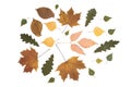 Set autumn leaves isolated on white background, topview, flatlay. Royalty Free Stock Photo