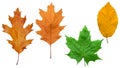 Set of autumn leaves isolated on white. Yellow and green foliage, maple leaf Royalty Free Stock Photo