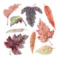 Set of autumn leaves of linden, oak, poplar, birch isolated on a white background. Hand drawn colorful watercolor.