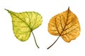 A set of 2 autumn leaves of a linden tree, hand drawn watercolor illustration isolated on white background. Royalty Free Stock Photo