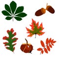 A set of autumn leaves. oak, chestnut, mountain ash, maple Vector isolated on a white background Royalty Free Stock Photo