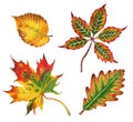 Set of autumn leaves. Oak, maple, elm and chestnut. Autumn illustration. Royalty Free Stock Photo