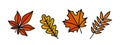 set of autumn leaves, orange and yellow oak, maple, chestnut, rowan leaf, set of fall decorative vector elements for Royalty Free Stock Photo