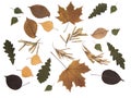 Set autumn leaves and seeds isolated Royalty Free Stock Photo