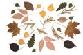 Set autumn leaves and seeds isolated on white background, topview, flatlay. Royalty Free Stock Photo