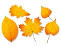 A set of autumn leaves such as walnut, oak, birch, linden and maple.