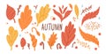Set of autumn leaves in various shapes and colors with berries and raindrops. Textured fall forest elements. Vector hand drawn
