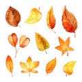 Set autumn leaves watercolor. Royalty Free Stock Photo