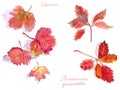 Set of autumn leaves, watercolor on a white background, Viburnum and Virginia creeper inscriptions in english and latin Royalty Free Stock Photo