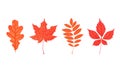 Set of autumn leaves on white. Oak, rowan, maple, parthenocissus. Flat cartoon style Royalty Free Stock Photo