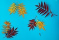 A set of autumn leaves of yellow and red flowers from the red mountain ash tree on a blue background. Royalty Free Stock Photo