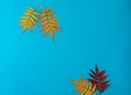 A set of autumn leaves of yellow and red flowers from the red mountain ash tree on a blue background. Royalty Free Stock Photo