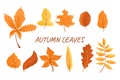 Set of autumn leaves. yellow, red, orange, brown leaves. Isolated on white background. Hand drawn vector autumn leaves.fallen dry Royalty Free Stock Photo