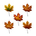 Set of autumn maple laves in different autumnal green, yellow, orange, red, brown colors isolated on white background. Royalty Free Stock Photo