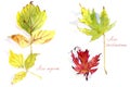 Set of autumn maple leaves Acer negundo and Acer saccharinum, watercolor drawing on a white background Royalty Free Stock Photo