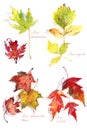 Set of autumn maple leaves Acer platanoides and Acer Ginnala, Acer negundo and Acer saccharinum ,watercolor drawing on a white Royalty Free Stock Photo