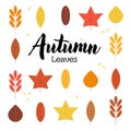 Set of Autumn Maple Leaves Holiday Decorative Background Royalty Free Stock Photo