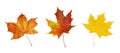 Set of autumn maple leaves isolated on white or transparent background Royalty Free Stock Photo