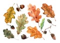 Set of autumn oak leaves and acorns isolated elements. Colorful hand drawn watercolor on white background. Royalty Free Stock Photo