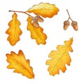 Set of autumn oak leaves and acorns isolated on white background Royalty Free Stock Photo