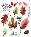 Set of autumn oak leaves, aspen, willow, several blade of grass and acorn on a white background. Watercolor Royalty Free Stock Photo