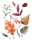 Set of autumn oak leaves, aspen, willow, several blade of grass and acorn on a white background. Watercolor Royalty Free Stock Photo