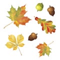 Set of autumn objects. Acorns and leaves isolated on white background. Maple, oak and chestnut. Vector illustration collection.