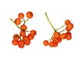 Set of autumn rowanberries isolated on white background Royalty Free Stock Photo