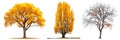 Set of autumn trees with yellow and fallen leaves isolated on a white or transparent background. Trees with yellow and Royalty Free Stock Photo