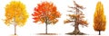 Set of autumn trees with yellow and fallen leaves isolated on a white or transparent background. Trees with yellow and Royalty Free Stock Photo