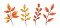 Set of autumn twigs with yellow and red leaves Royalty Free Stock Photo