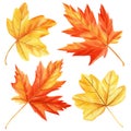 Set of autumn watercolor leaves isolated on white background. watercolor maple leaf, red and yellow foliage Royalty Free Stock Photo