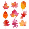 Set of autumn watercolor leaves