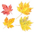 Set of autumn watercolor maple leaves on a white background