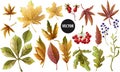 Set of autumn yellow leaves and berries. Vector illustration.