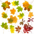 Set of autunm leaves Royalty Free Stock Photo