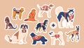 Set of Avalanche Rescue Dogs Stickers. Trained Canines Specialized In Locating And Rescuing Victims, Patches