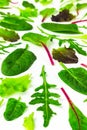 Set of baby green leaves isolated on white background. Arugula, spinach, beet, lettuce salad foliage close up. Royalty Free Stock Photo