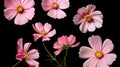 Set background of seven pink Cosmos bipinnatus flowers