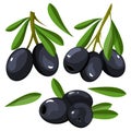 Set of backgrounds with green and black olives. Vector illustration.