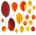 Set of backlit red-yellow autumn leaves of Cotinus coggygria plant Royalty Free Stock Photo