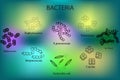 Set of bacteria. Multicolored. Staphylococcus, Streptococcus, Streptococcus pneumoniae, Escherichia, coli, Helicobacter Royalty Free Stock Photo