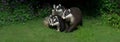 A set of badgers in a garden