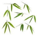 Set of bamboo green leaves isolated on white